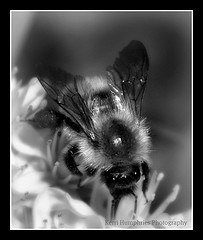Honey Bee by Keri Humphries Photography